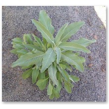 Bia�a Sza�wia - nasiona - 