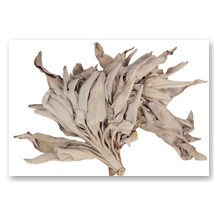 Bia�a Sza�wia - susz (25 g) - 